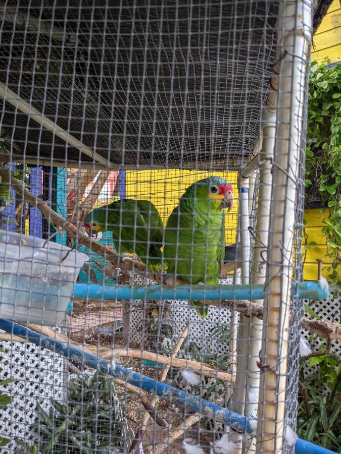 Bed and Breakfast Yocamatsu Caye Caulker Zewnętrze zdjęcie